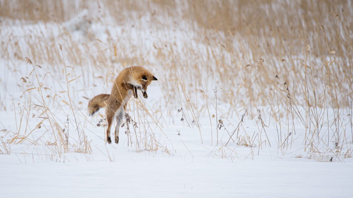 The quick brown fox jumps over the lazy dog