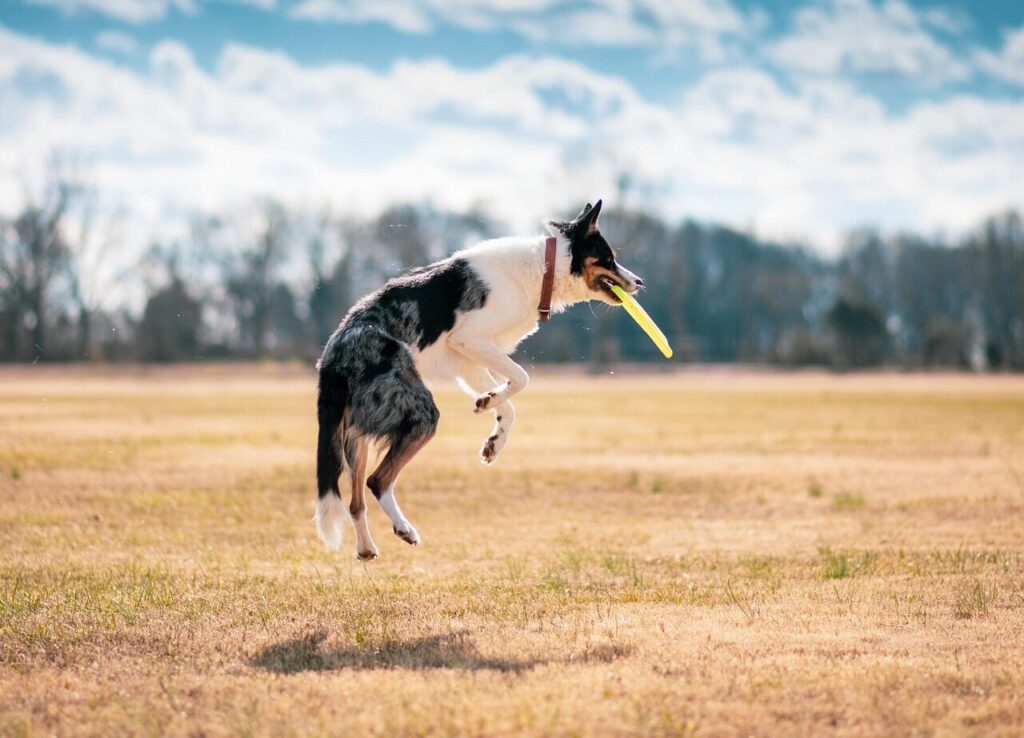 Catch the vue component like a collie