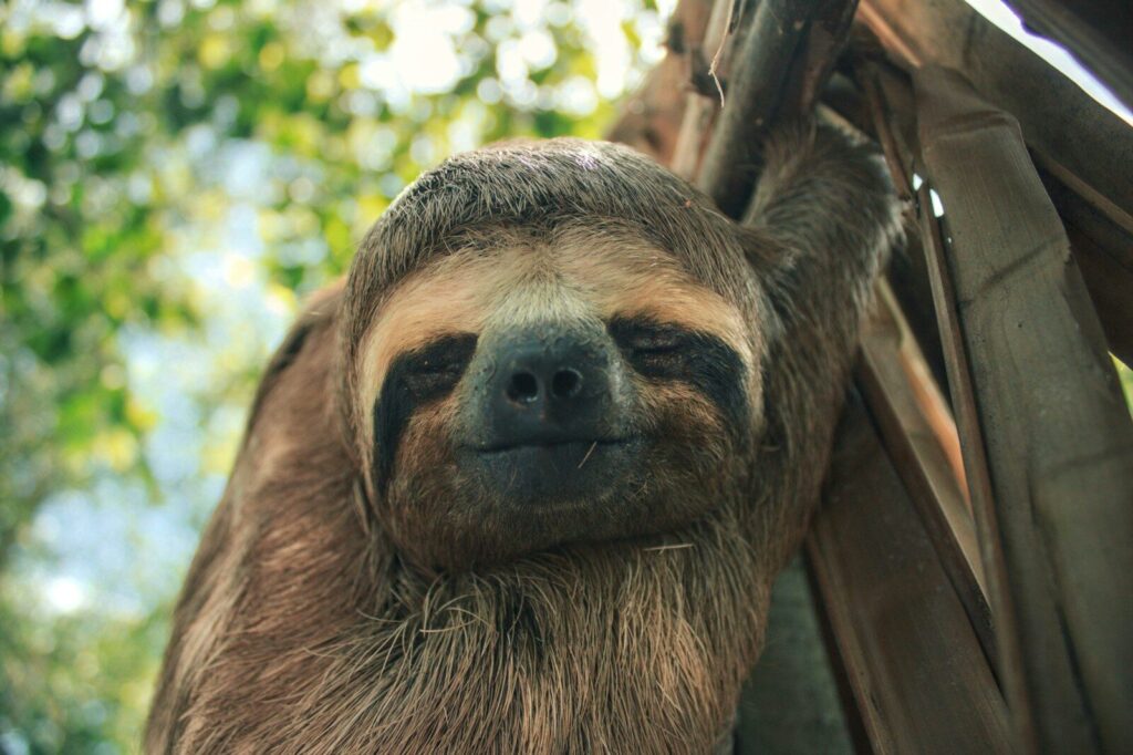 we are sloth and lazy when it comes to decisions